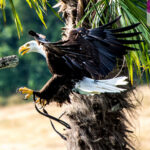 Zoo de Beauval